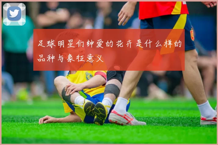 足球明星们钟爱的花卉是什么样的品种与象征意义
