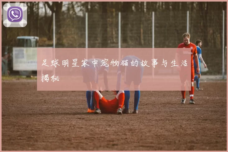 足球明星家中宠物猫的故事与生活揭秘